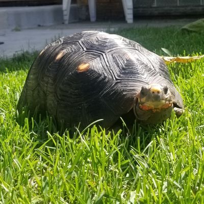 Redfoot Tortoise taking life at a slow, steady pace. Also, the best football handicapper in the world!