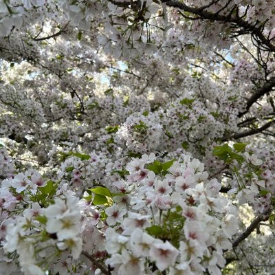 日本酒とドイツワインとビールといも焼酎を探す日々(20越え成人済)ご飯小説求め中。のんびりまったり。漫画を読むのが大好きです。