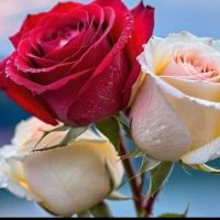 موجب عدن كاش (@albldmshak87653) Twitter profile photo