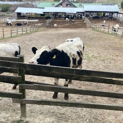 T0dYIFG6la15807's profile picture. 工繊大情報2回生raccoon ギター 辛党(激辛)