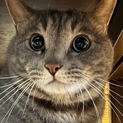 ほーとーさんのプロフィール画像