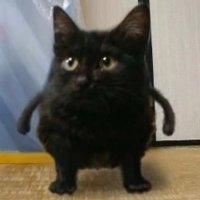 look_c_a_t (@look_c_a_t) 's Twitter Profile Photo look_c_a_t (@look_c_a_t) 's Twitter Profile Photo