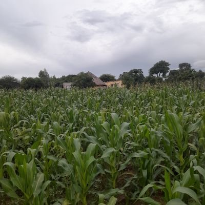 JonasyMukanya's profile picture. MMK23