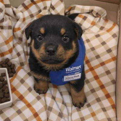 Gordito_CTO's profile picture. 65Ph5GECxYFEtANqBuAxi4eMWcTd4rat5tq6YTgCpump
#GORDITO the viral puppy on TikTok
Join the raiding community: https://t.co/ZGREvddDOs