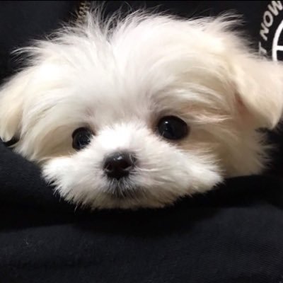 Heukmanuel's profile picture. 🐰🐹