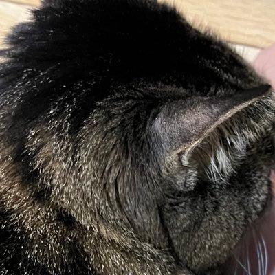 xiao25537451213's profile picture. 20↑ 色々好きです 東方 ヒロアカ ブリーチ カゲプロ ポケモン 青エク 腐ってます