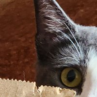 Barbara, Patches and Magic Sparkles Kitty (@patches12301975) 's Twitter Profile Photo Barbara, Patches and Magic Sparkles Kitty (@patches12301975) 's Twitter Profile Photo