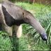 anteaterfacts🐜 (@ieatantz) Twitter profile photo anteaterfacts🐜 (@ieatantz) Twitter profile photo
