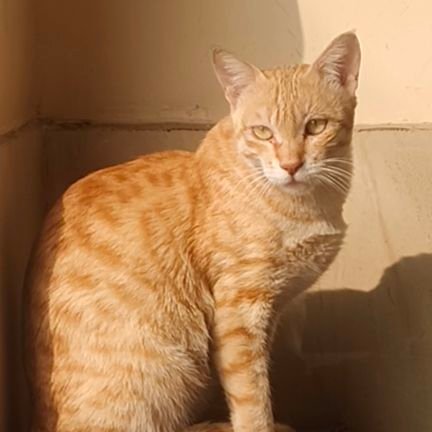 merajansari077's profile picture. Trader | Bullish on #Crypto 🐂