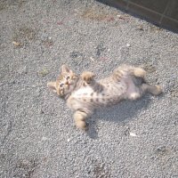 (´・ω・｀)　（肥前） (@asamasa0114) 's Twitter Profile Photo