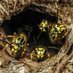 300,000,002 Yellow Jacket Wasps (@arithedumb) Twitter profile photo 300,000,002 Yellow Jacket Wasps (@arithedumb) Twitter profile photo