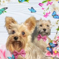 Darla Hattan (@darlahattan) 's Twitter Profile