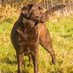 Cassie & Ritchie, the Labradors. 🏴 (@labrador_cassie) Twitter profile photo Cassie & Ritchie, the Labradors. 🏴 (@labrador_cassie) Twitter profile photo
