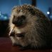shane (@stinkylittlehog) Twitter profile photo shane (@stinkylittlehog) Twitter profile photo
