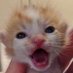 stickydacat (@stickydacat) Twitter profile photo stickydacat (@stickydacat) Twitter profile photo