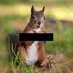 Squirrel of Judgement (@squirrelyq71) Twitter profile photo Squirrel of Judgement (@squirrelyq71) Twitter profile photo