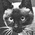 Banon (@banoncat) 's Twitter Profile Photo Banon (@banoncat) 's Twitter Profile Photo