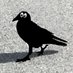 The Raven (@the_raven77) Twitter profile photo The Raven (@the_raven77) Twitter profile photo