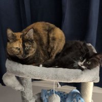 Kiwi and stitch πShadowπ (@shadowsmush) 's Twitter Profile