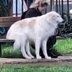 m_mrki's profile picture. controversial unconstipated king