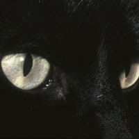 Ash ☆ #ARKANIS (@ashbitess) 's Twitter Profile Photo Ash ☆ #ARKANIS (@ashbitess) 's Twitter Profile Photo