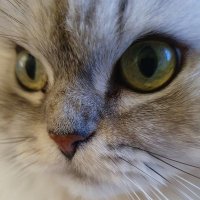 G. U. Neu (@gneumann11) 's Twitter Profile