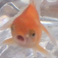 ballı balık (@ballibalikk) 's Twitter Profile