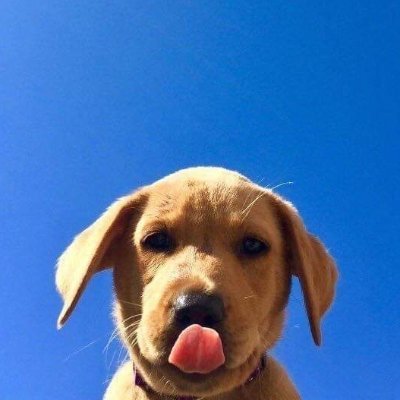 Slurpy Profile
