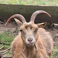 ficcus (@stb_freiberg) 's Twitter Profile
