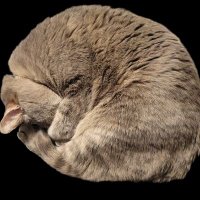 π± Mary's Clan π± (@maryjeurissen) 's Twitter Profile