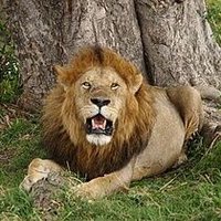 الزب العراقي (@zj5ospv4zijvkps) 's Twitter Profile