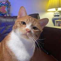 Berfoşima (@anksiyetus) 's Twitter Profile Photo