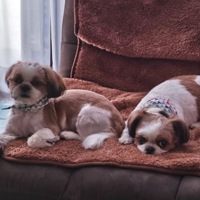 Yosshy1966_Q's profile picture. 都立小岩高校20期生🏫生まれも育ちも今も葛飾区でHR/HM大好き巨人党歴50年以上。
副業・お金配布・裏アカ・エロ系・TL非公開の方は興味ないのでフォローしないでね。フォローされても即BL。
それと、フォロー返しの際にDM送って来たら即BL。
どうぞ宜しくお願いしまつ。