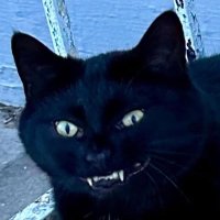 Show probable spam (@rap_cat) 's Twitter Profile