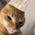 Cat (@deepinnerlight) Twitter profile photo Cat (@deepinnerlight) Twitter profile photo