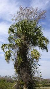 shudderbug's profile picture. If you pose, I shoot!