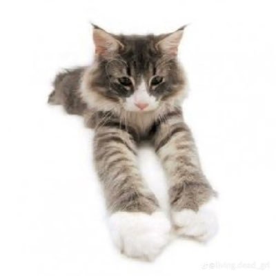 tycen_anytizers's profile picture. LMAOOOOOOOOOOOOOO