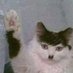 Kittler Ryu (Alt acc) (@shinobuyandere) Twitter profile photo Kittler Ryu (Alt acc) (@shinobuyandere) Twitter profile photo
