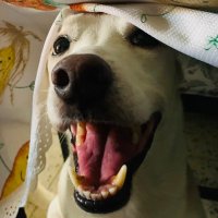 Juan Carlos Mestanza (@juca69ec) 's Twitter Profile