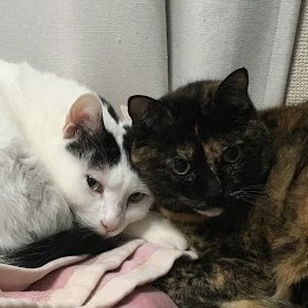 がんサバイバーです。
カミさん、息子、ねこちゃんたち、
ザ・コレクターズ、サッカー、British Rockよ、ありがとう。