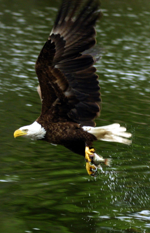 ruscologinc's profile picture. 