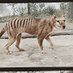 Last_Thylacine (@thylacinerock) Twitter profile photo Last_Thylacine (@thylacinerock) Twitter profile photo