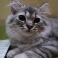 Lonely Planet X (@lowcatme) 's Twitter Profile