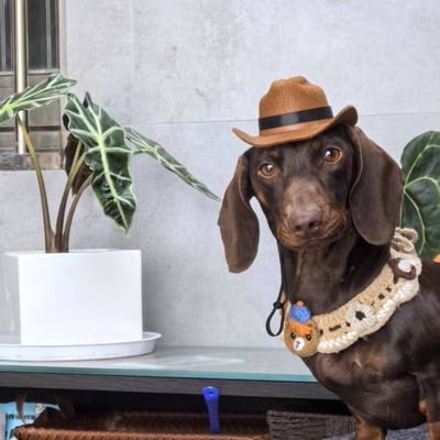 dagu_999's profile picture. 中国人