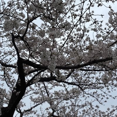 kit_chang's profile picture. Gつぶやき用。フォロー申請はお気軽に…