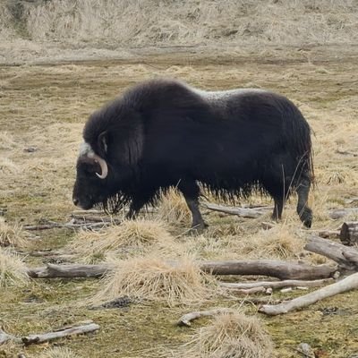 beardedbigfoot's profile picture. Man of no particular importance.