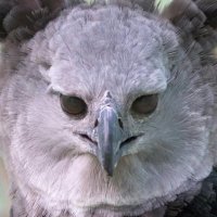 Peter Rex (@vexedvillain) 's Twitter Profile