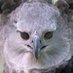 Peter Rex (@vexedvillain) Twitter profile photo Peter Rex (@vexedvillain) Twitter profile photo