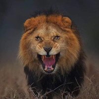 That Guy (@frankfroes10168) 's Twitter Profile Photo That Guy (@frankfroes10168) 's Twitter Profile Photo