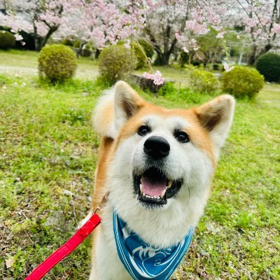 初めまして🥰。ありがとうございます。私は猫と花が大好きです。どうもありがとうございます。皆さんを愛しています😘💖。